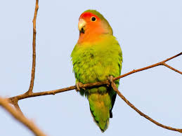 Maybe you would like to learn more about one of these? Rosy Faced Lovebird New Zealand Ebird