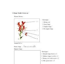 Sistem kami menemukan 25 jawaban utk pertanyaan tts bunga tasbih. Gambar Bunga Tasbih Dan Bagian Bagiannya