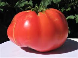 You see the large round fruit of red pride is ideal for slicing on the sandwiches or fresh eating, be strong and vigorous plants. Snag S Pride Tomato