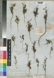 Image result for Phyllanthus parvulus