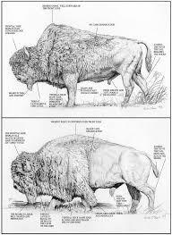 Bison At Standing Rock Wood Bison Vs Plains Bison We S Were Mistakingly Called Them Buffalo All These Years Bison Is Correct Scient Buffalo Animal American Bison Bison Art