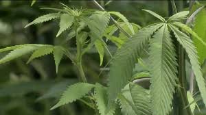 50 tons of marijuana plants, processed pot seized in southern california. Illegal Marijuana Grow In Ramona Nbc 7 San Diego California News Times