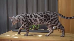 The savannah is a tall lean graceful cat with striking dark spots and other bold markings. Petition Barnaby Joyce Reverse The Ban Placed On The Importation Of The Bengal Cat To Australia Change Org