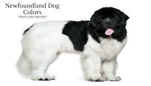 Puppies of this breed tend to grow more slowly than other breeds, so the. A Look At Newfoundland Dog Colors My Brown Newfies