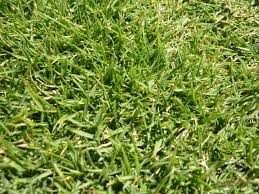 This grass type is popular for heavy foot traffic areas, including football fields. Complete Guide To Zoysia Grass Seed Prince Gardening