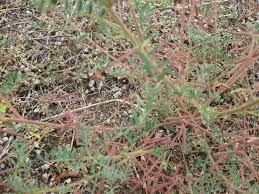 Image result for Indigofera colutea