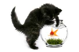 Le premier avril est une date associée aux blagues et aux canulars. Poisson D Avril