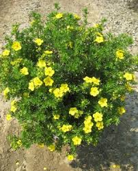 Goldfinger Cinquefoil Trees To Plant Xeriscape Plants Plants
