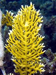 Coral Reef Ocean Plants Sea Plants Sea Anemone