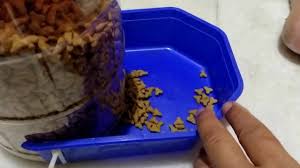 Percell pet system co., ltd. Diy Bekas Makanan Kucing Youtube