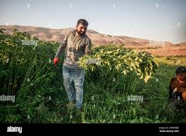 Image result for Corchorus kirkii