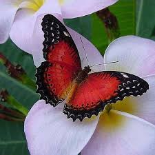 Red Lacewing Butterfly Miks Pics Butterflies And Moths L Board Http Www Pinterest Com Msmgish Butterflie Butterfly Pictures Beautiful Butterflies Moth