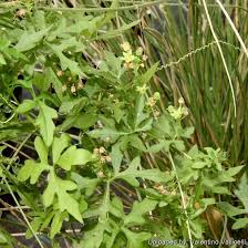 Image result for Kedrostis