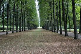 Der französische garten, thaers garten und der schlosspark bieten sich neben dem neu angelegten stadtpark zum. Celle Franzosischer Garten Foto Bild Archiv Projekte Naturchannel Monatswettbewerbe Natur 07 Alleen Bilder Auf Fotocommunity