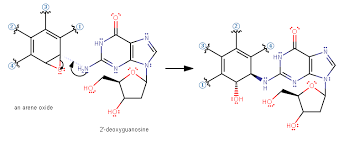 It is harmful to the eyes, skin, airway, nervous system, and lungs. Why Is Benzene Carcinogenic Example