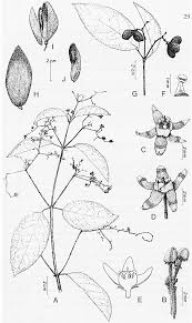 Image result for Hippocratea