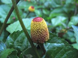 Maybe you would like to learn more about one of these? Acmella Oleracea Wikipedia