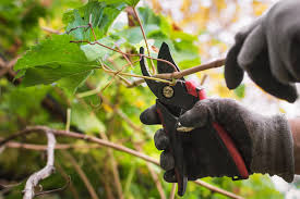 Image result for grape pruning