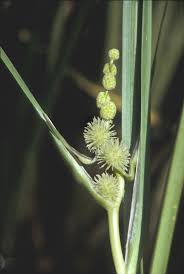 Image result for Typhaceae