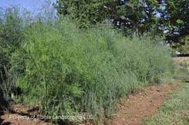 Erleben sie zuverlässige pharmazeutische beratung. Edible Landscaping Plant Sale Buy Plants Online From Our Garden Center And Plant Nursery