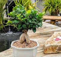 The Weird Little Bonsai Everyone Talks About: Ginseng Grafted Ficus (Ficus microcarpa ‘Ginseng’)