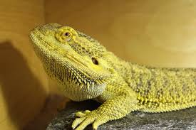 A place where people can come to learn and share their experiences of. Bearded Dragon Enclosure 5 Steps With Pictures Instructables