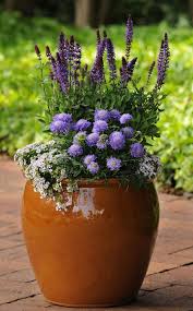 The perfect patriotic flowers for delivery to celebrate in some cases our florists may need to substitute a similar container or flowers. 36 Best Blue Flowers To Grow In Containers Balcony Garden Web