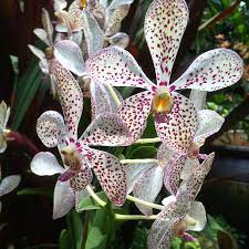 Pin On Orchids Including At National Orchid Garden
