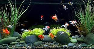 Tanaman hias aquarium ini dapat digunakan sebagai karpet aquarium yang alami, tempat tinggal atau sembunyi ikan, dan sebagai penyeimbang lingkungan aquarium. Tips Dasar Memulai Memelihara Ikan Hias Di Akuarium Dunia Akuarium