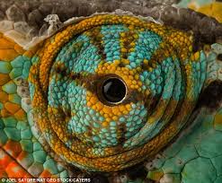 Chingum — discover curiosities chingum blog is a new way to explore the world that includes hidden wonders, people, interesting articles, strange photos and popular places. Eye Eye The Incredible Close Up Shots Of Animals That Reveal The Inner Beauty Of Nature Daily Mail Online