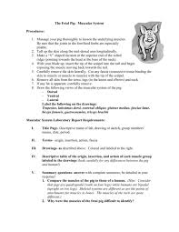 The Fetal Pig Muscular System