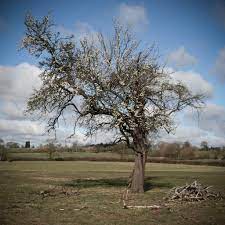 Training involves tree development and form, whereas pruning involves tree function and size. Pruning And Renovating Old Fruit Trees Made Easy Gardening Knowledge 99roots Com
