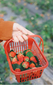 We did not find results for: Cultiver Des Fraises En Pot Sur Balcon Echoppe Vegetale