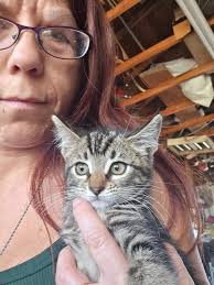 Rescued kittens in Lake County, California