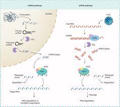 Rna Interference Approaches For Plant Disease Control Biotechniques