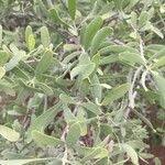 Image result for Salvadora australis