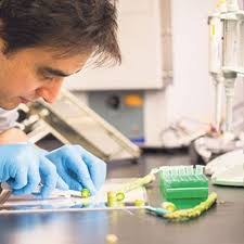 Using fruits and veggies to grow human tissue