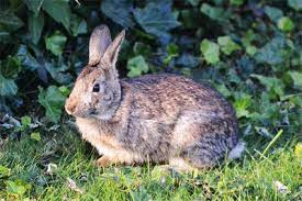 About Cottontail Rabbits