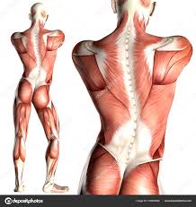 The good news is, you can increase your muscle mass at any age. Back Muscle Anatomy Anatomy Drawing Diagram