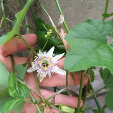 Image result for Passiflora morifolia
