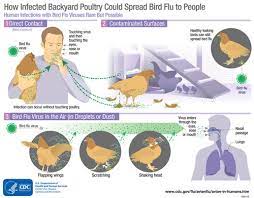 Inhumans, bird flu causes respiratory symptoms like cough, cold. Avian Influenza A Virus Infections In Humans Avian Influenza Flu