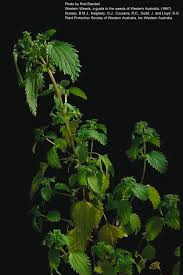 Image result for Urtica urens
