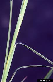 Image result for Andropogon ligulatus