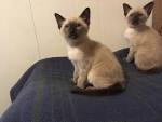 Siamese Kittens for Sale in Herndon, Virginia Classified ...