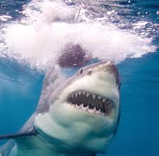 Barry säuberte einen und hielt ihn hoch. Weisse Haie In Diesem Jahr Gibt Es Besonders Viele Angriffe In Australien Welt