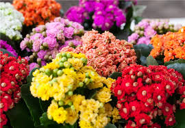 Image result for Kalanchoe rosalina