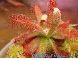 Image result for Drosera burkeana