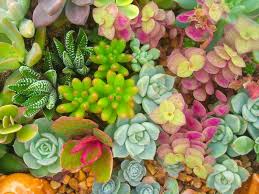 © ruth jolly, used with permission. Understanding Succulent Plant Names World Of Succulents