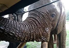 Windermere ought to be seen both from its shores and from its surface. The Elephant Cafe Fine Dining Elephant Experience Zambia