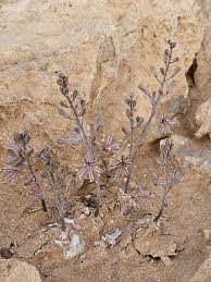 Image result for Drimia hockii